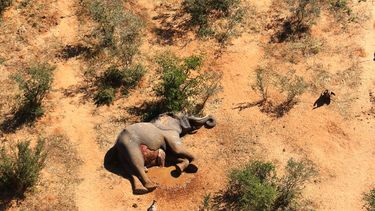 La foto muestra un elefante muerto en el delta de Okavango, Botsuana, 25 de mayo de 2020. Botsuana investiga la muerte de 275 elefantes en esta zona silvestre del sur del pa&iacute;s.&nbsp;