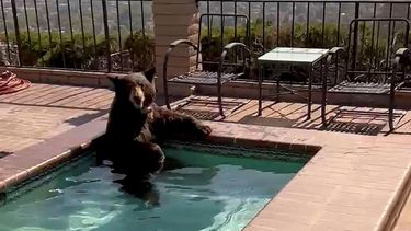 En esta imagen tomada de un video proporcionado por la policía de Burbank, un oso se sienta en un jacuzzi en la ciudad de Burbank, California, el viernes 28 de julio de 2023.&nbsp;
