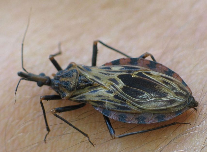 Según cifras del CDC, aproximadamente 8 millones de personas se encuentran infectadas en todo el mundo. (ARCHIVO)