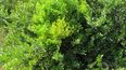 Descubren molécula microbiana que convierte las plantas en zombis