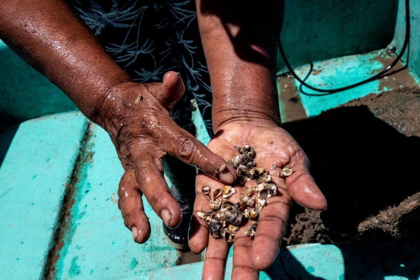 Una pescadora muestra semillas de ostras cultivadas en un criadero de ostras en Isla Chira en Puntarenas, Costa Rica, el 23 de junio de 2022.