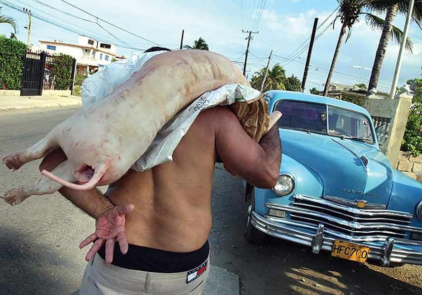 Una persona carga un puerco en plena calle de La Habana.  Los cubanos se quejan de los bajos salario que no dan para vivir con honestidad. (EFE)