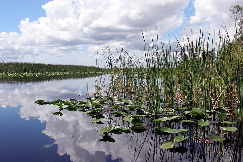 Everglades National Park cuenta con un ecosistema que es único en el mundo. (J.HDEZ.)