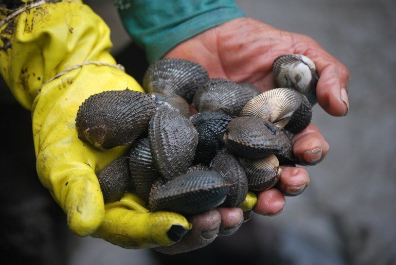 Conchas negras y cangrejos delicias del fango para la cocina peruana