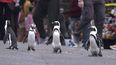 En esta imagen difundida por Netflix, una escena de la serie Penguin Town, estrenada el miércoles, 16 de junio de 2021. La producción muestra el mundo de los pingüinos africanos en Simons Town.