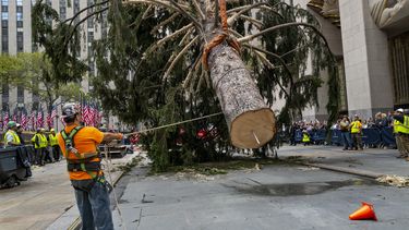 Trabajadores y una grúa colocan el árbol de Navidad de Nueva York en su lugar en el Rockefeller Center, sábado 12 de noviembre. El árbol será decorado con miles de luces multicolores y coronado por una gran estrella de cristal.