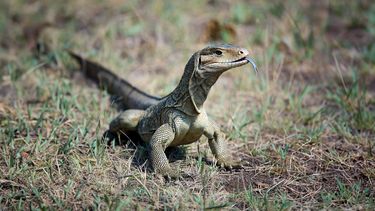 Un ejemplar del lagarto invasor Varano del Nilo.