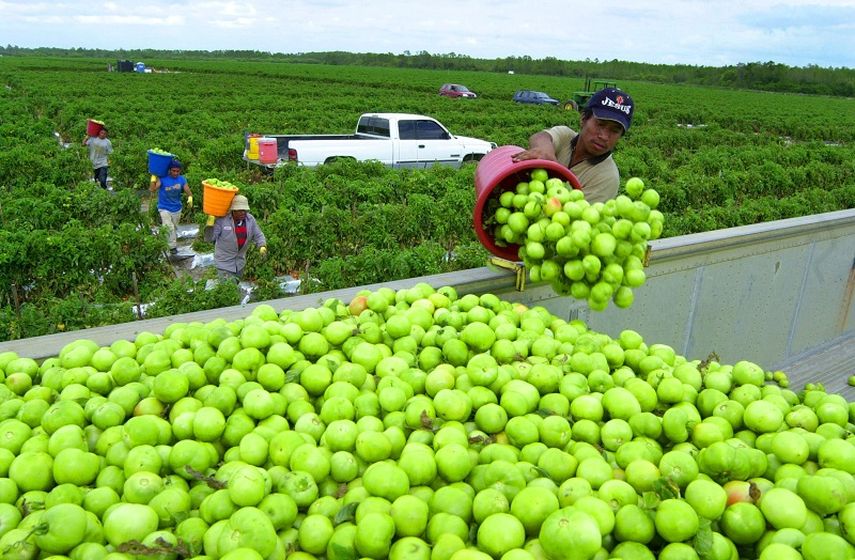 Trabajadores en los campos de Immokalee, Florida. (EFE)