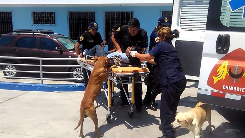 Momento en el que el hombre herido fue sacado de la ambulancia para ser llevado al hospital, acompañado en todo momento por sus dos perros.