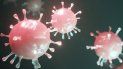 La OMS asegura que el coronavirus muta de forma bastante lenta en comparación a otros virus. La OMS asegura que el coronavirus muta de forma bastante lenta en comparación a otros virus.