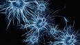 Las neuronas se activan cuando se toman decisiones