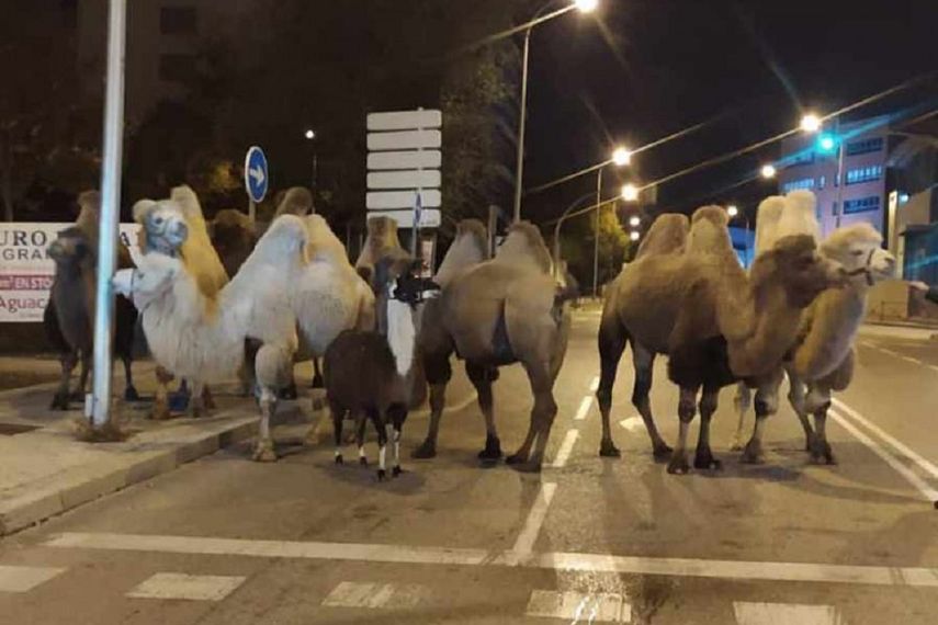 Ocho camellos y una llama vagan por las calles de Madrid