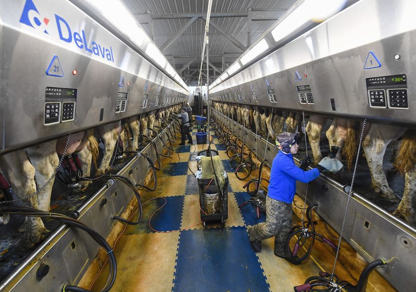 Trabajadores agrícolas ordeñan vacas en la Granja Welcome Stock, en Shuylerville, Nueva York, el martes 25 de enero de 2022.&nbsp;