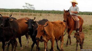 Los campesinos cubanos podrán vender por su cuenta la carne de res, así como la leche y productos derivados solo si cumplen una serie de requisitos como el cumplimiento de los planes estatales y que no se reduzca la masa ganadera