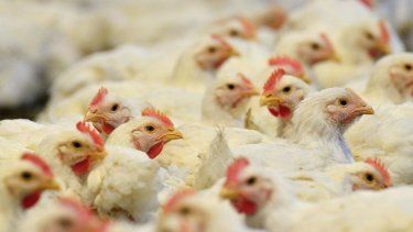 Fotografía de archivo de varios pollos en una granja. 