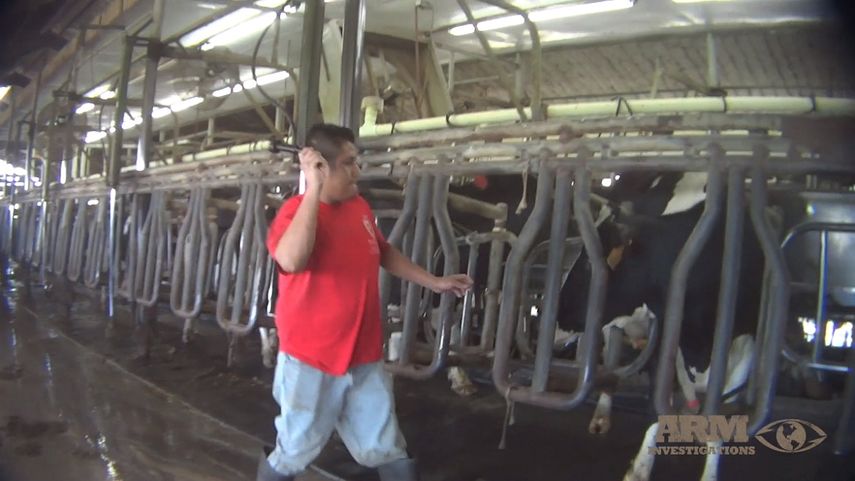Un presunto empleado de la granja Larson Dairy Farm sostiene un objeto aparentemente de hierro, con el que golpea la cabeza de una vaca.