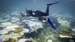 Esta foto tomada el 5 de abril de 2024 muestra a la bióloga marina Anne Hoggett inspeccionando y registrando corales blanqueados y muertos alrededor de la isla Lizard en la Gran Barrera de Coral, ubicada a 270 kilómetros (167 millas) al norte de la ciudad de Cairns. La espectacular Gran Barrera de Coral de Australia está experimentando el blanqueamiento más extendido jamás registrado, con el 73 por ciento de los arrecifes estudiados dañados.  