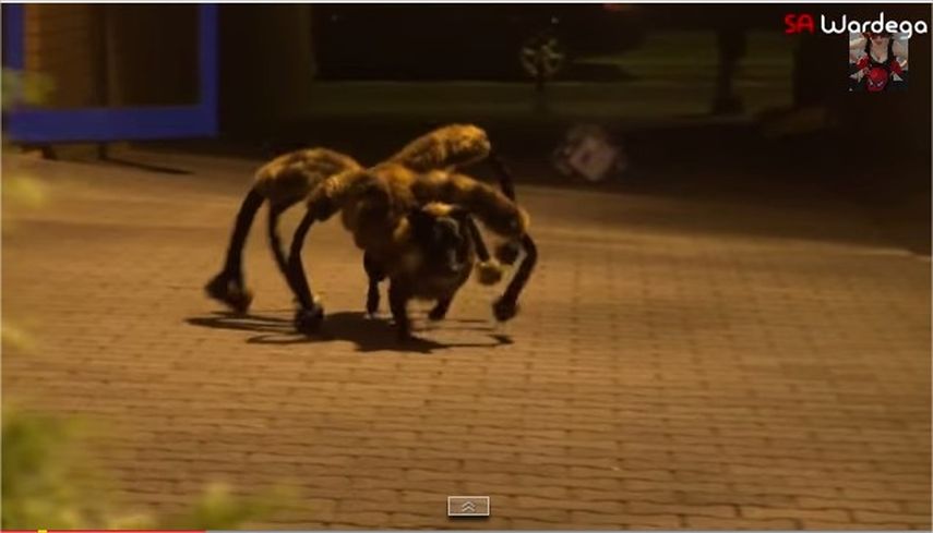 En la lista de los diez mejores vídeos de YouTube del 2014, está uno que incluye imágenes de un perro que se convierte en una araña asesina ( Foto captura de Youtube) 