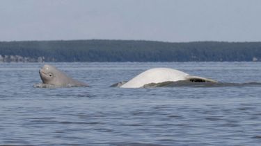 En esta imagen de agosto de 2009 cortesía del Departamento de Defensa, se ve a un ballenato de beluga y a un adulto de la misma especie cerca de Anchorage, Alaska.&nbsp;
