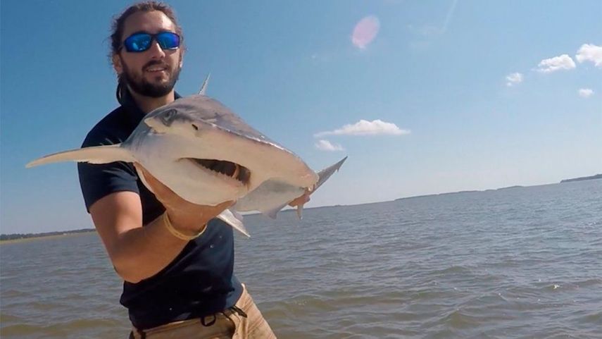 Foto tomada por Colby Griffiths en septiembre de 2015 donde se ve al científico Bryan Keller sosteniendo un tiburón cabeza de martillo en el río North Edisto en Carolina del Sur.&nbsp; &nbsp;