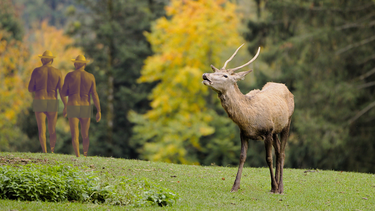 Rescatan en un bosque a nudistas tras huir de un ciervo