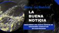 descubren una nueva especie de organismo conductor de electricidad