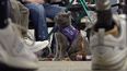 Esta imagen tomada de un video muestra a la gata Lola-Pearl durante una reunión el lunes 11 de diciembre de 2023, en Troy, Ohio.