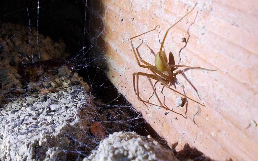 La araña parda del Mediterráneo deseca las plantas que escoge como hábitat.