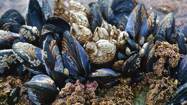 EEUU declara extintas permanentemente 23 especies