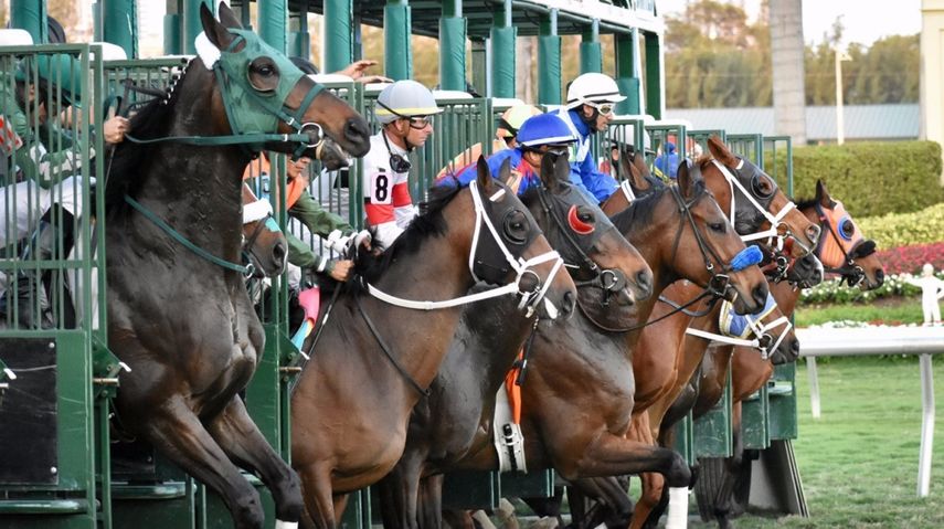 El Clásico del Caribe, la carrera de caballos purasangres de más prestigio en esta región, se escenificará por primera vez en el territorio continental estadounidense. 