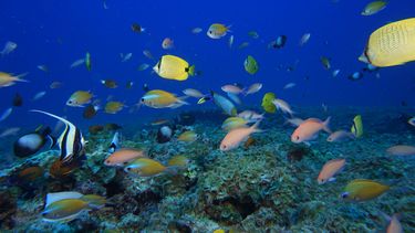 Foto del 6 de septiembre de 2017 provista por la Oficina Nacional de Administración Oceánica y Atmosférica de Estados Unidos donde se ven peces en el atolón Pearl y Hermes en Hawai.&nbsp;