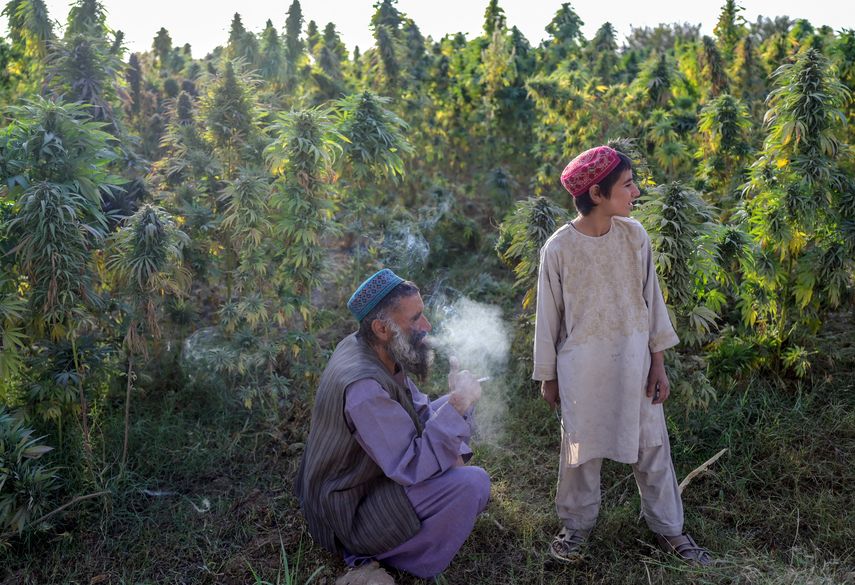 El cannabis prospera en Kandahar bajo la sombra de los talibanes