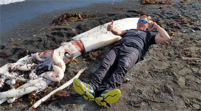 El molusco apareció muerto en la orilla de una playa de Kaikoura. Foto Facebook.