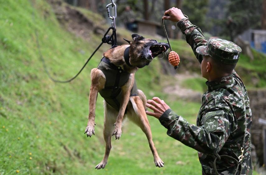 Un soldado colombiano entrena a un perro en rastreo y seguimiento, en la Sección de Adiestramiento y Reentrenamiento Canino (SERCA) en el cantón militar de la Escuela de Logística en Bogotá, Colombia el 14 de junio de 2023.