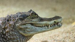 Un caimán de gran tamaño se paseaba por un barrio en Florida.