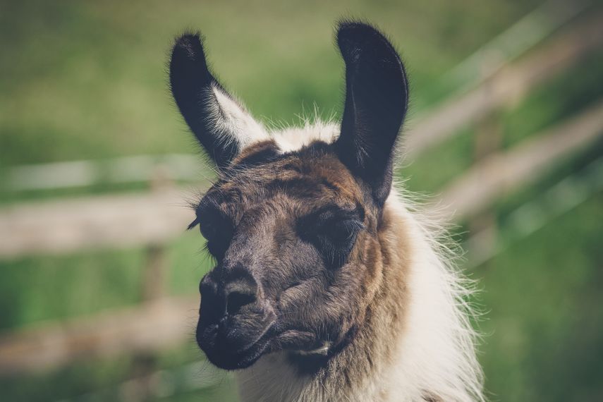Los anticuerpos de las llamas (también alpacas, dromedarios y camellos) son muy potentes y pequeños y podrían inhalarse como remedio para el Covid-19