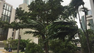 Ráfagas de viento en Miami golpean las palmeras.