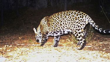 Imagen de video del 1 de diciembre de 2016 proporcionada por Fort Huachuca de un juaguar en el sur de Arizona.&nbsp;