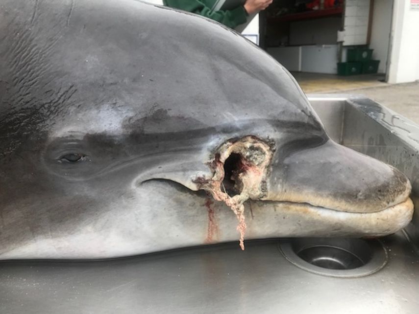 Uno de los delfines baleados en Florida. 