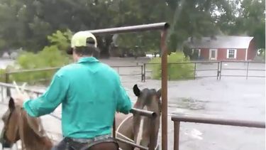 rescatan a un caballo atrapado por las inundaciones en texas