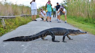 Parque nacional de los Everglades en Florida,