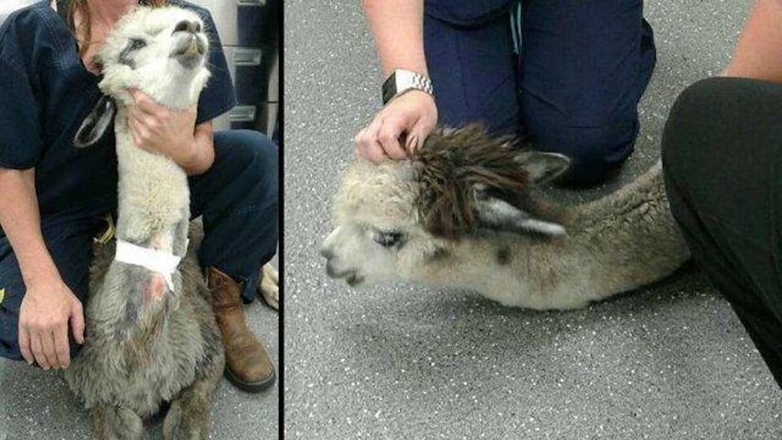 La alpaca fue atendida por los propios veterinarios del centro, que no pudieron hacer nada por salvar su vida.