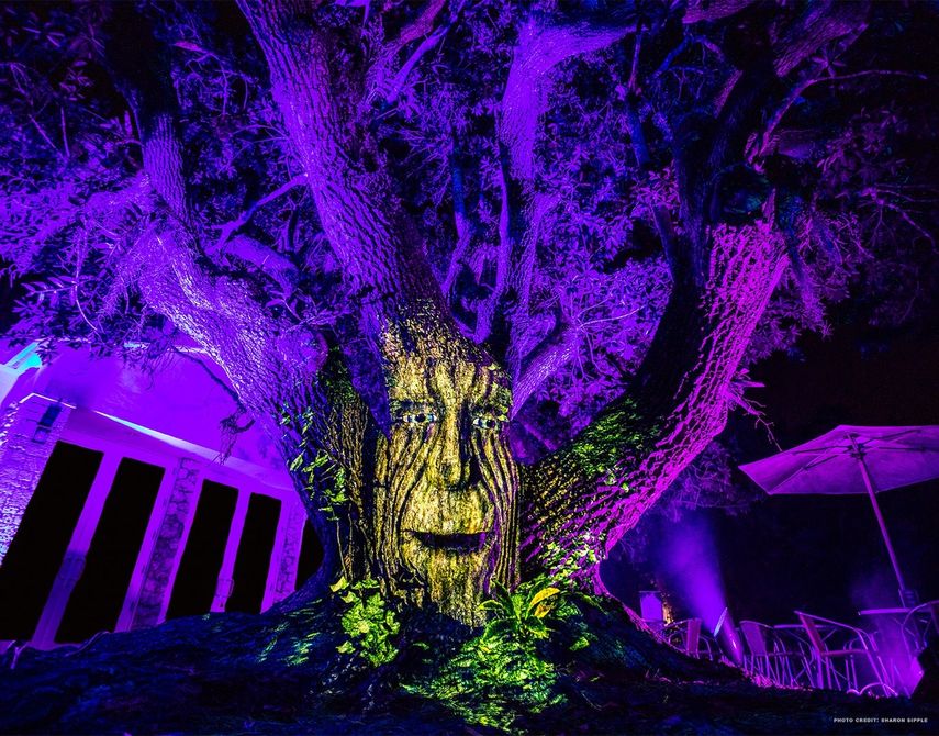 Luces como en un cuento de hadas el Jardín Botánico Tropical Fairchild.&nbsp;