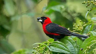 La tángara enmascarada (ramphocelus nigrogularis) es la especie de ave número 1,426 de Venezuela, y se puede encontrar en el estado Amazonas