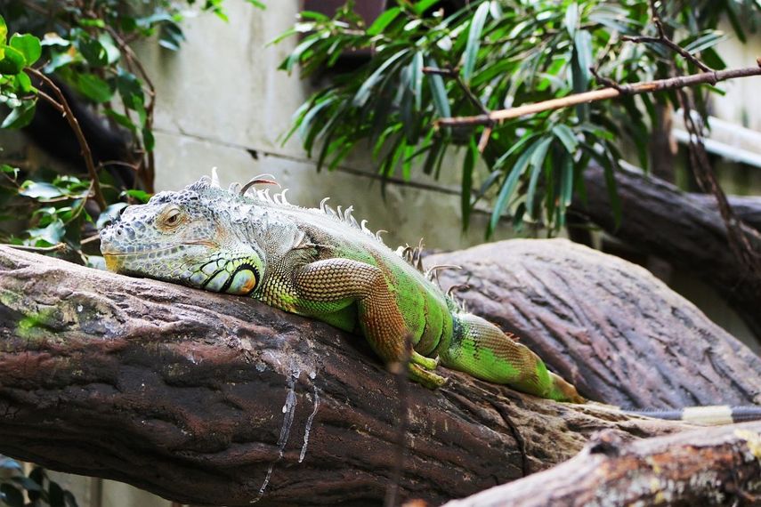Las bajas temperaturas en Miami han hecho que las iguanas se congelen.