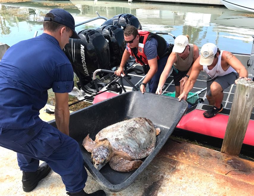 La imponenete tortuga fue rescatada el lunes 25 de septiembre, frente a Cayo Marathon.