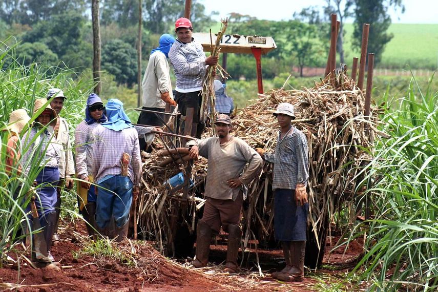 Hombres cultivando caña de azúcar (foto referencial)