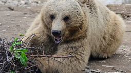Para proteger la vida silvestre se debe considerar no solo la pérdida delhábiata, sino también ldónde y cómo hay presencia humana. (AFP)