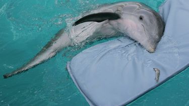 Winter, el delfín, descansa sobre su colchoneta en el Clearwater Marine Aquarium en Clearwater, Florida, 26 de julio de 2007.