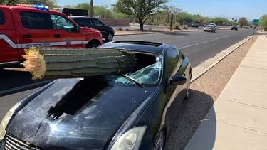 Imagen cortesía del Distrito de Bomberos Noroeste muestra el parabrisas de un auto perforado por un cactus saguaro tras un accidente el 10 de julio de 2019, a las afueras de Tucson, Arizona.&nbsp;